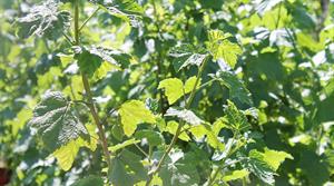 Blackcurrants